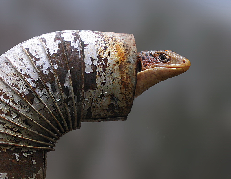 A 6Rohr Versch  img 0743 als Smartobjekt-1 Kopie.jpg